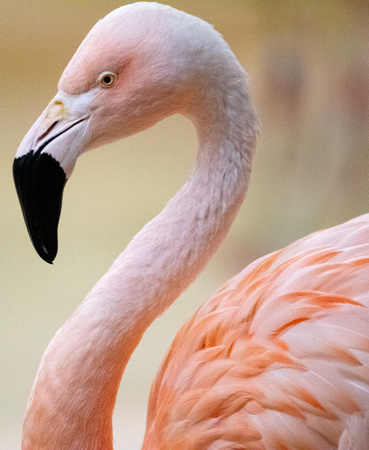 Pink Flamingo